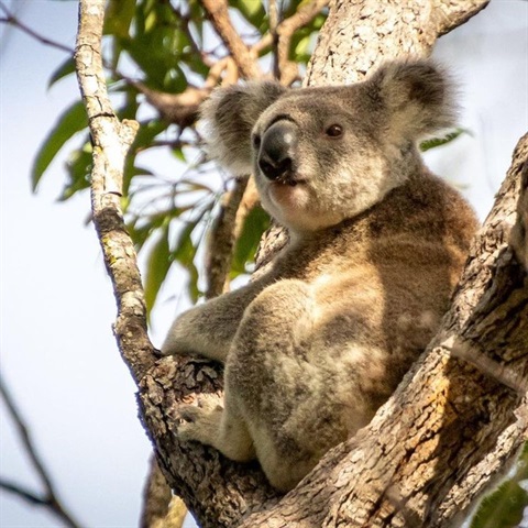 Koala