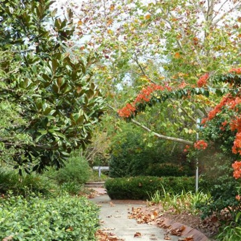 Picture of Noosa Botanic Gardens
