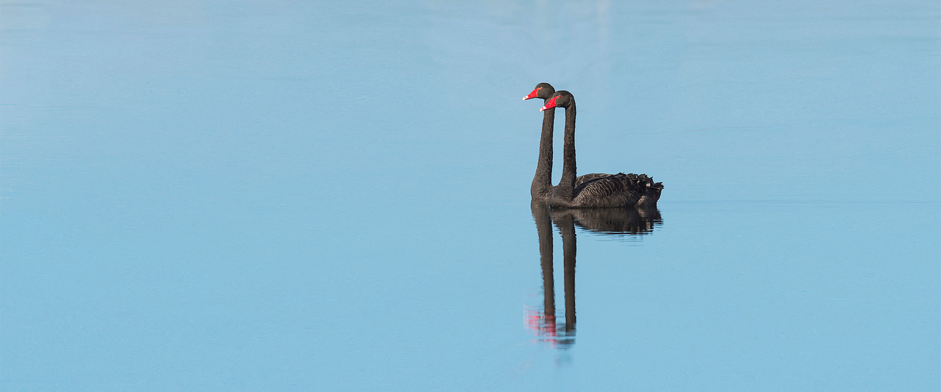Bird Flu swans.jpg