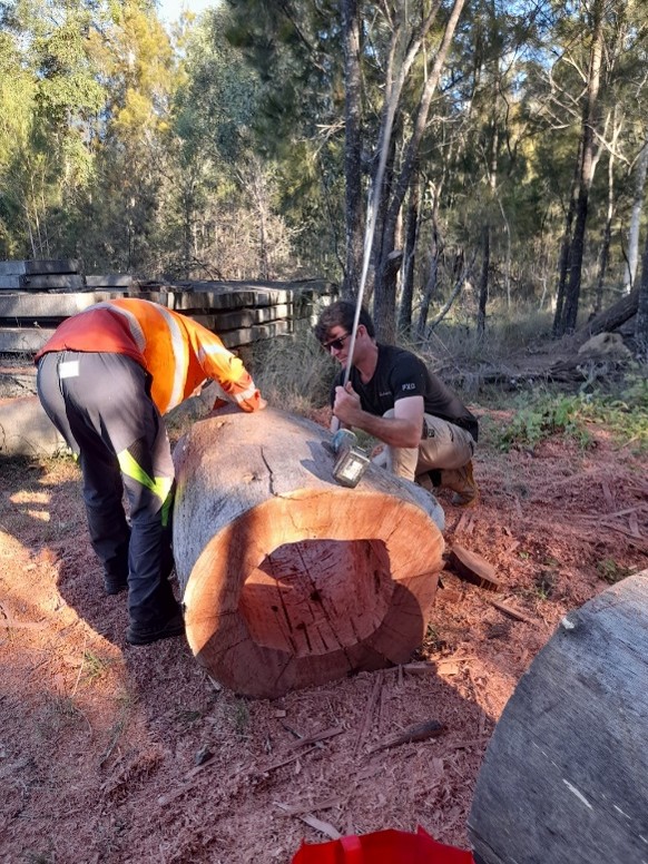Hollow log.jpg