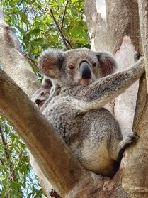 Koala mum and joey