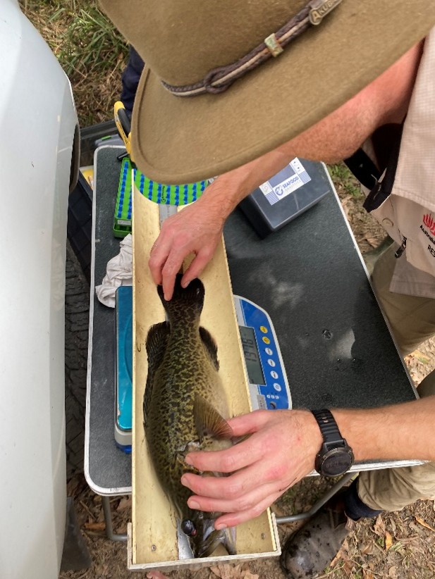 Mary River Cod.png