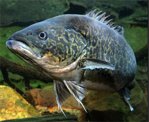 Mary River Cod.png