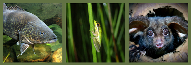 Mary River cod, wallum sedge frog and greater glider