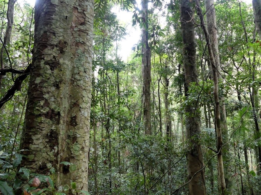 Old growth rainforest Noosa hinterland