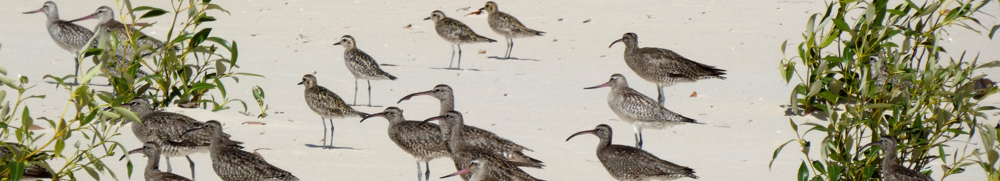 Shorebirds