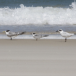 Terns
