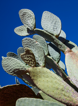 Prickly pear