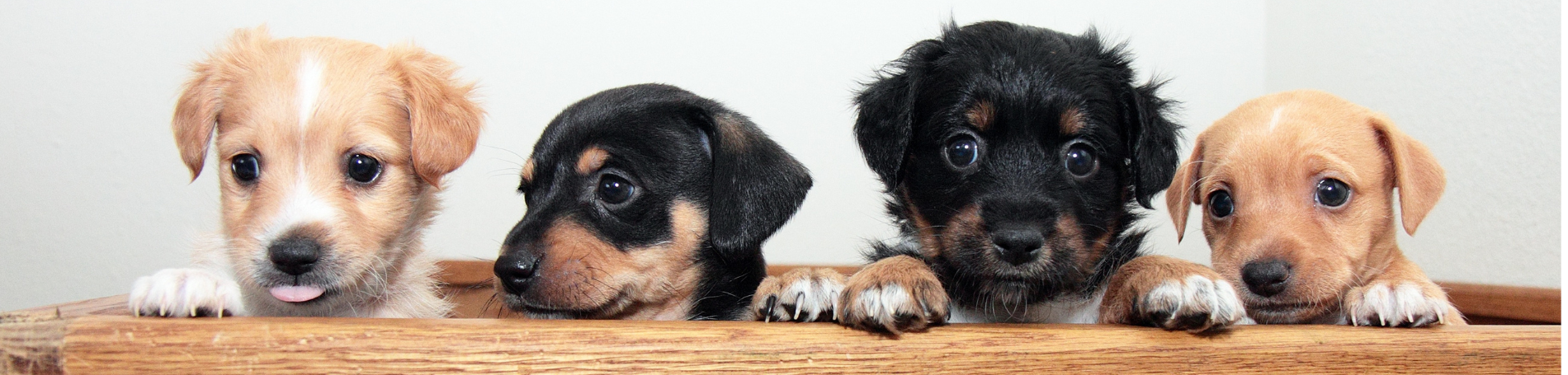 Cute dogs puppies slider