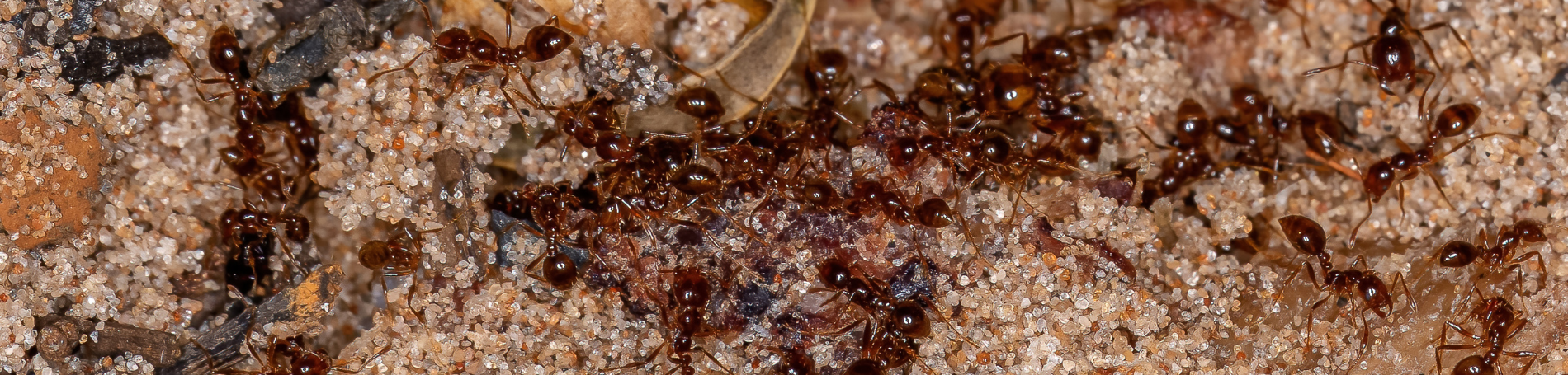 fire ant slide