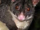 brushtail possum