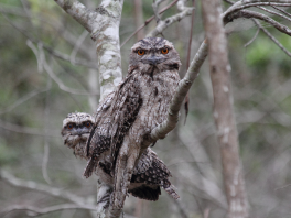 Tawny Frogmouth