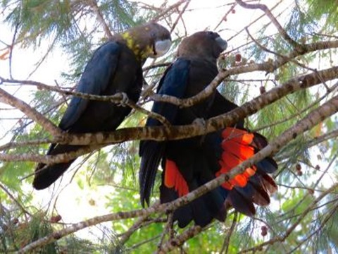 Birds at Burgess Creek