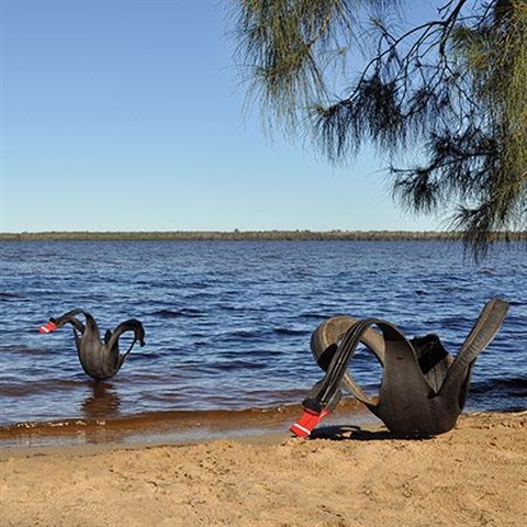 Fabrizio_Biviano_Black_Swan_Theory_2021__web_.jpg