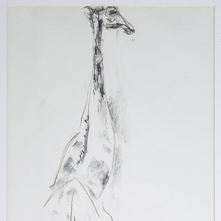 Picture of a giraffe for Noosa Regional Gallery media release.
