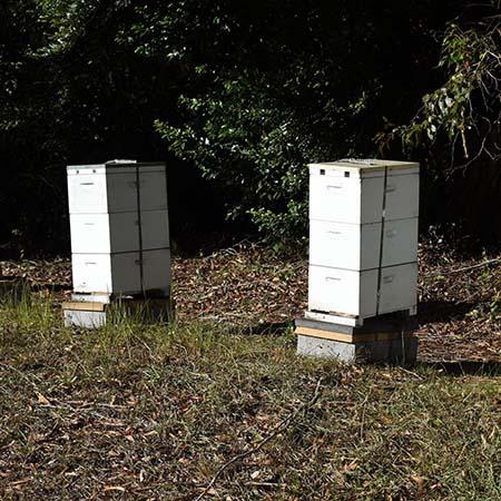 Picture for beekeeping statement
