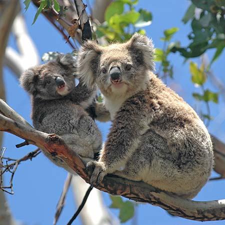 Picture of koalas