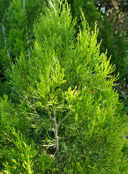 Plants bribie island pine