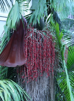Plants piccabeen palm