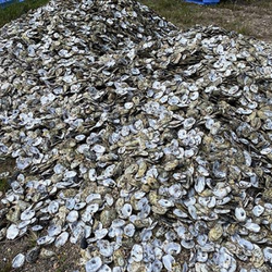 Oyster shells small image