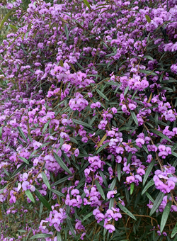 Plants Purple pea bush credit Coolum Native Nursery