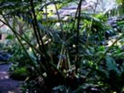 Botanic Garden fernhouse