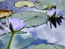 Water lily pond
